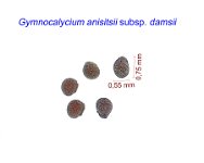 Gymnocalycium anisitsii subsp. damsii.jpg
